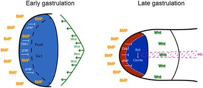 The Birth of the Eye Vesicle: When Fate Decision Equals Morphogenesis